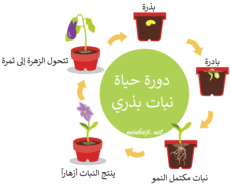 دورة حياة نبات بذري
